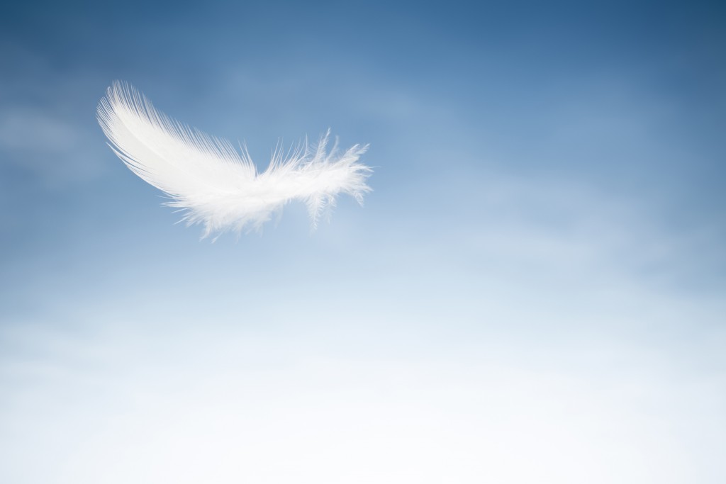 Close up photography of a white bird feather against blue sky.