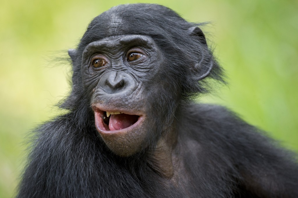 The close up portrait of Bonobo (Pan Paniscus) on the green natural background. Democratic Republic of Congo. Africa
