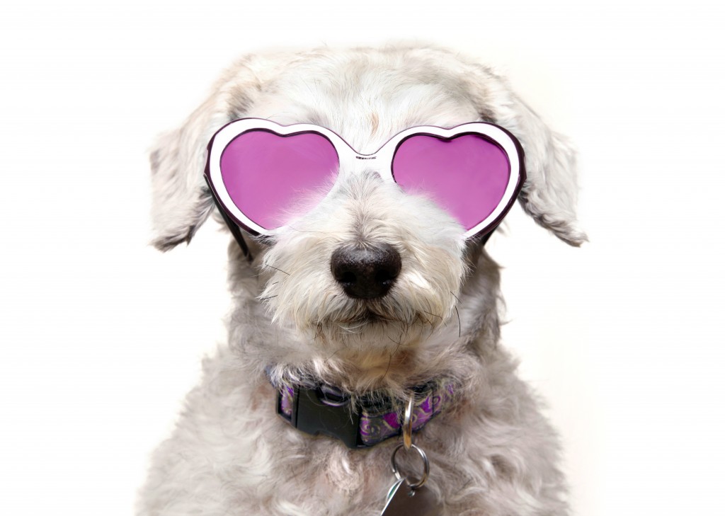 A schnoodle wearing rose tinted heart-shaped glasses.