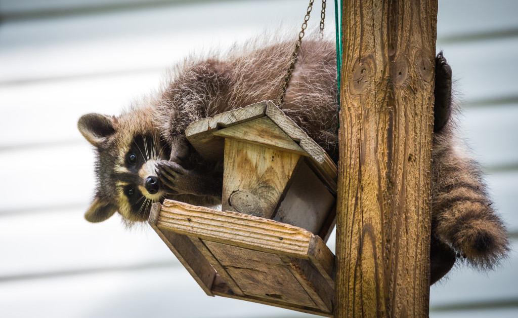 Raccoon (Procyon lotor) on a bird feeder, eastern Ontario. Masked mammal has a bit of fun while he looks for and finds an easy meal. Friendly animal lovers helping the woodland critters.
